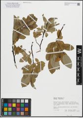 Foto von Salix hastata subsp. hastata L.